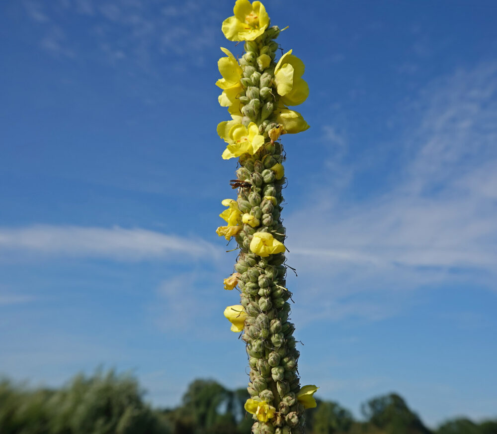 Koningskaars