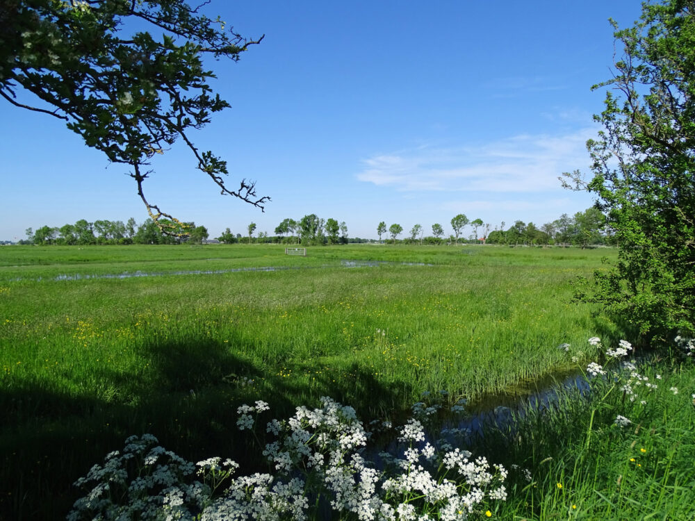 Koningslaagte