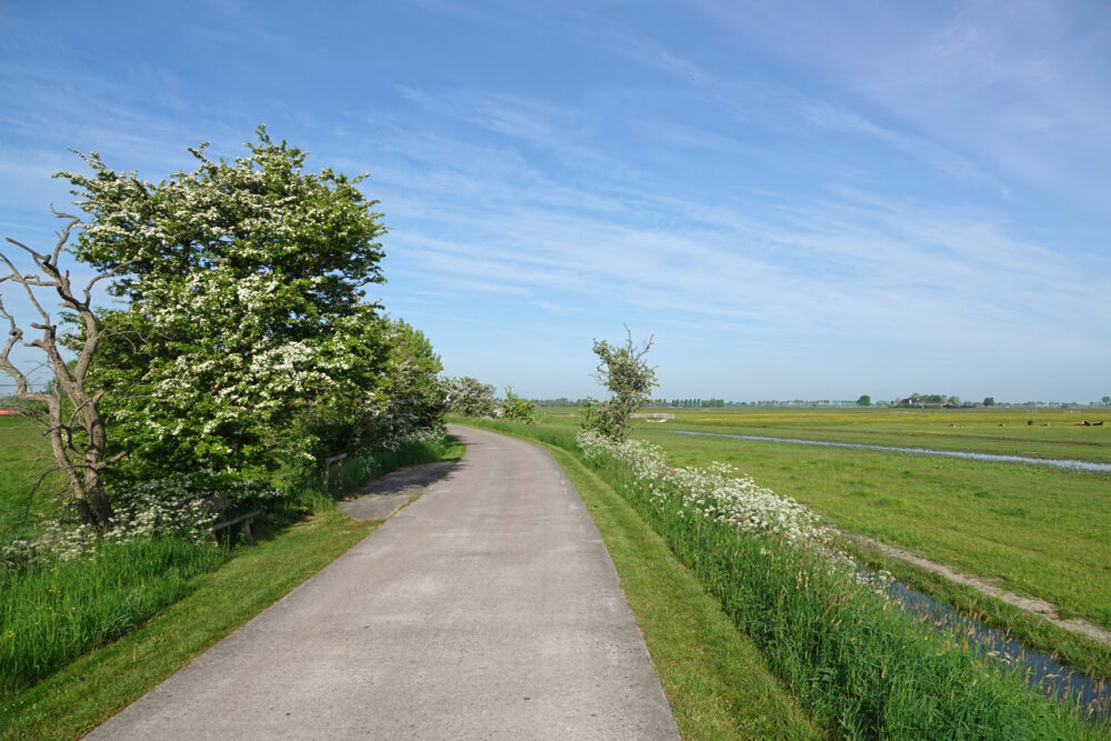 Koningslaagte