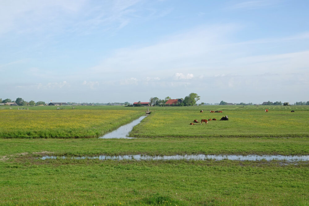 Koningslaagte