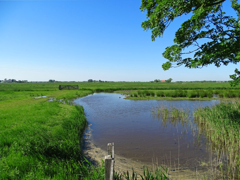 Koningslaagte