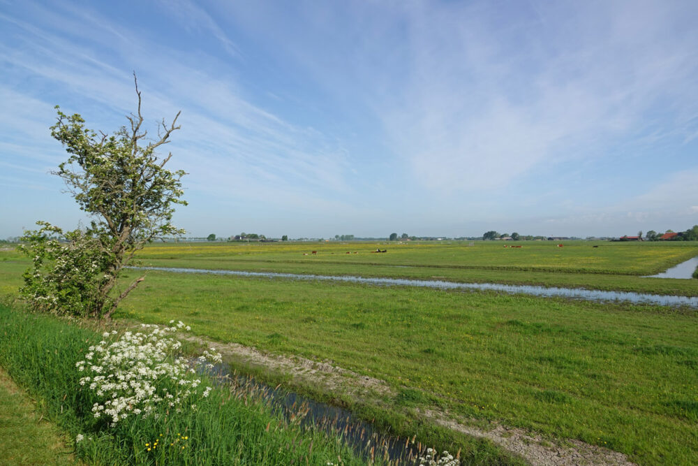 Koningslaagte
