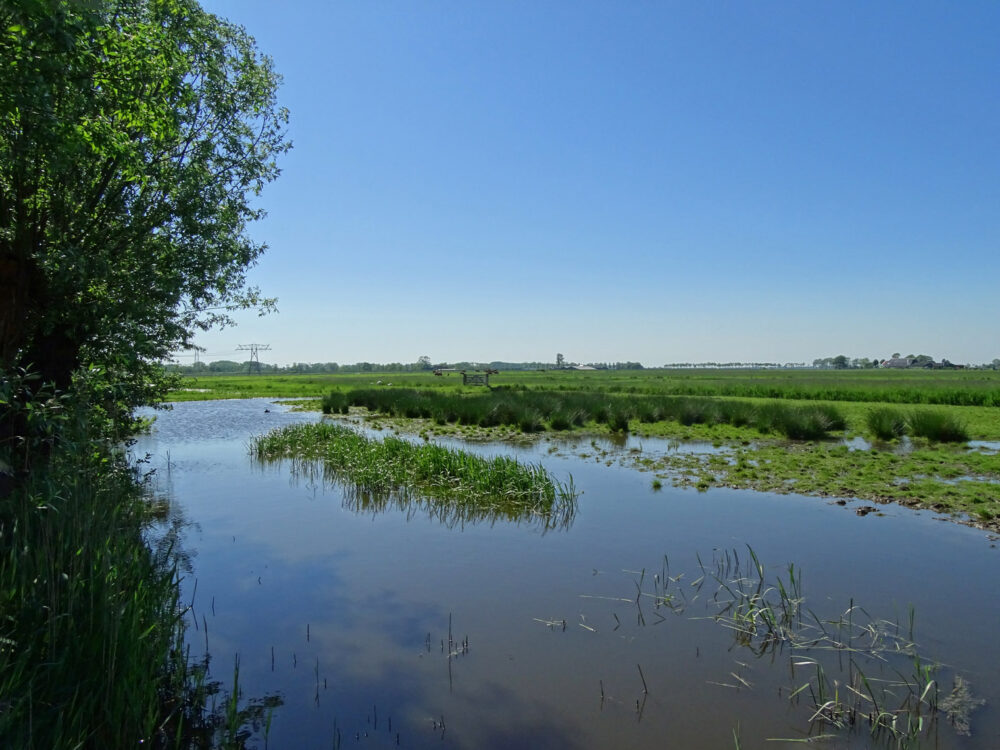 Koningslaagte