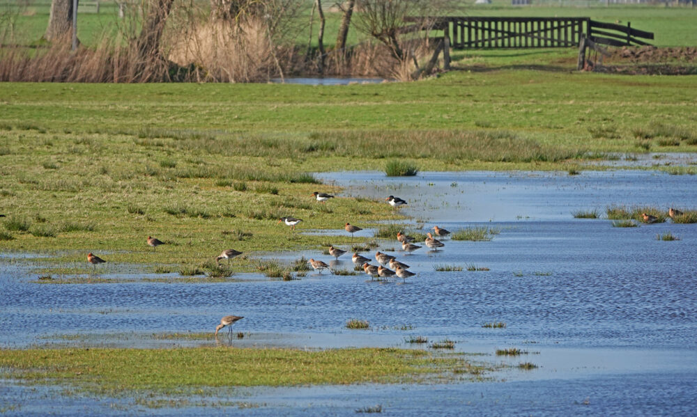 Koningslaagte in het vroege voorjaar