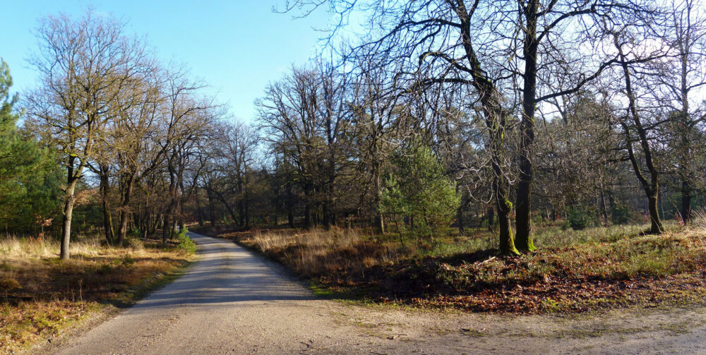 Koninklijke Houtvesterij Het Loo (Veluwe)