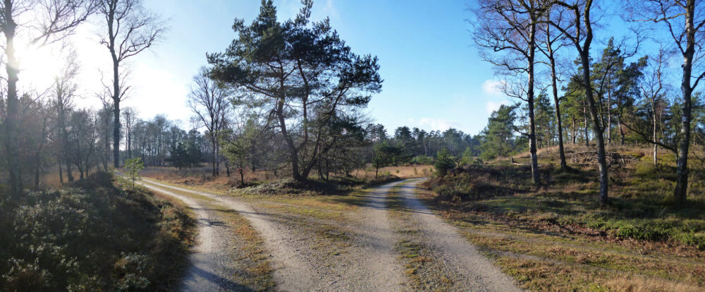 Koninklijke Houtvesterij Het Loo (Veluwe)