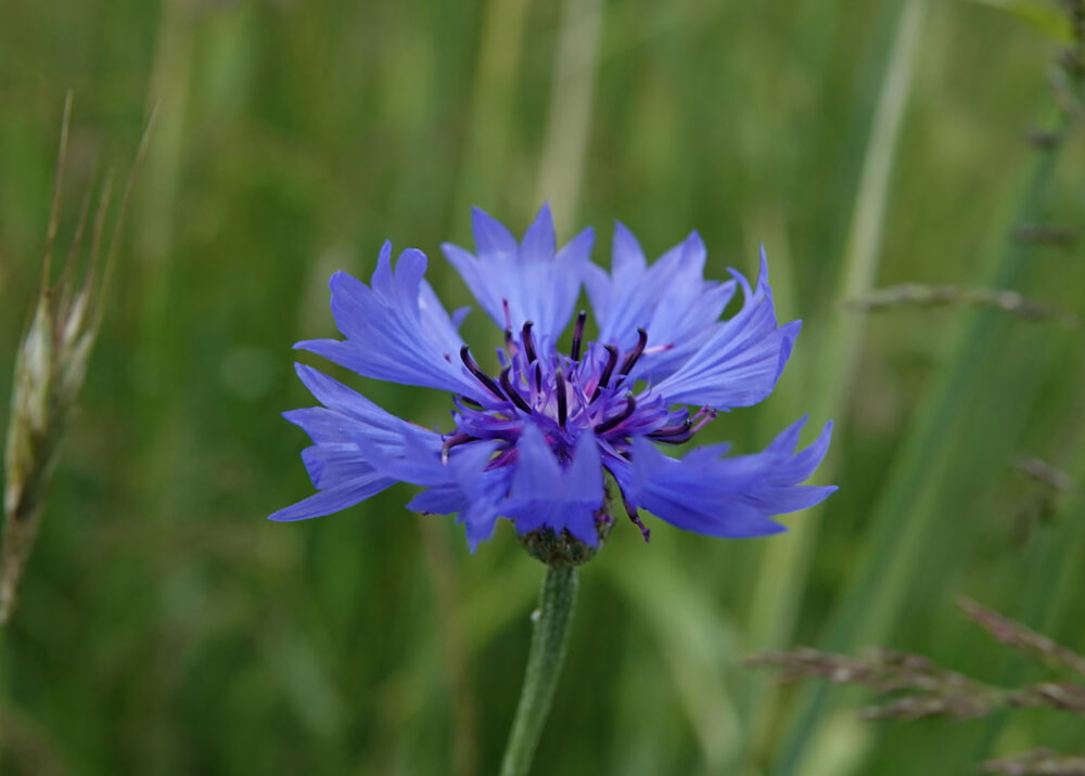 Korenbloem