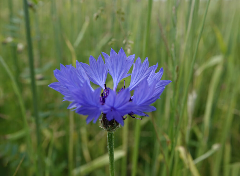 Korenbloem