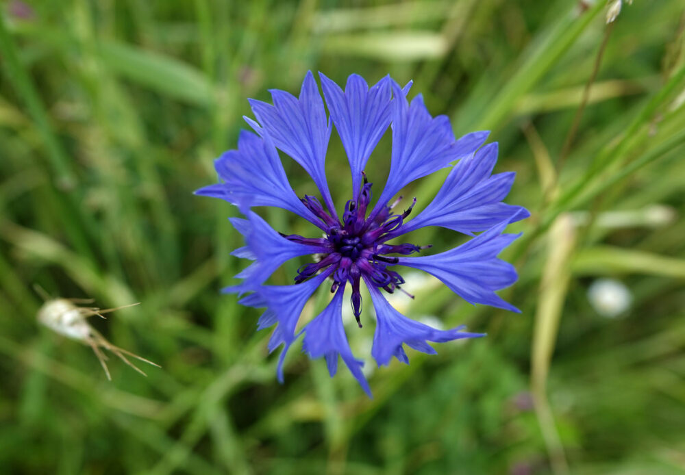 Korenbloem