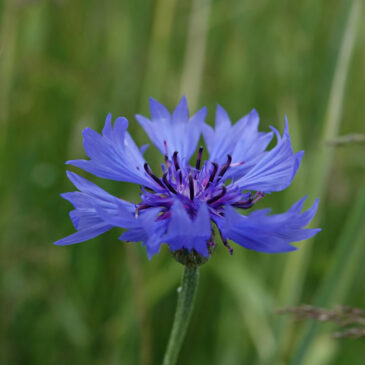 Korenbloem