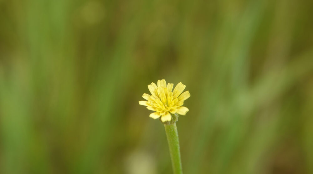 Korensla