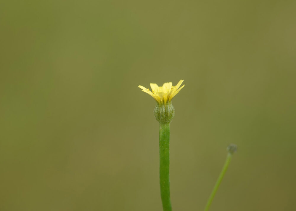 Korensla