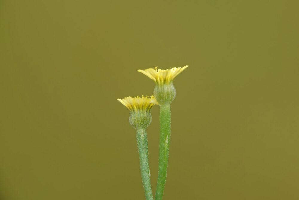 Korensla