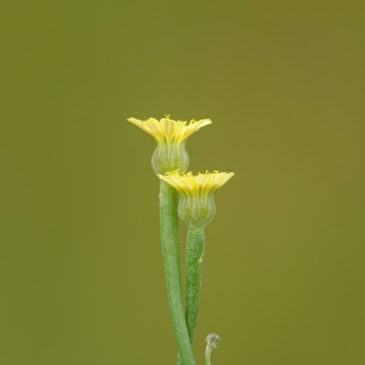 Korensla