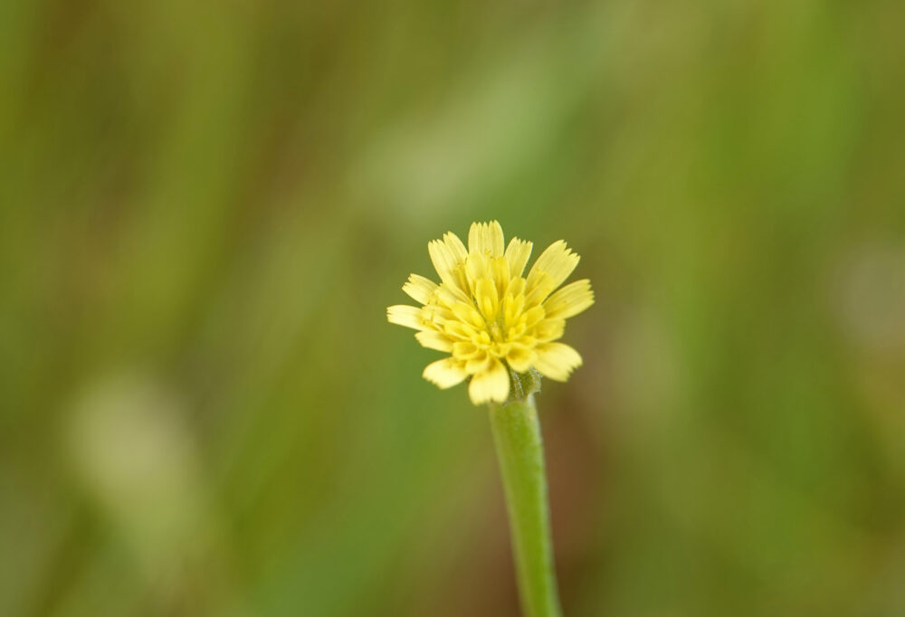 Korensla