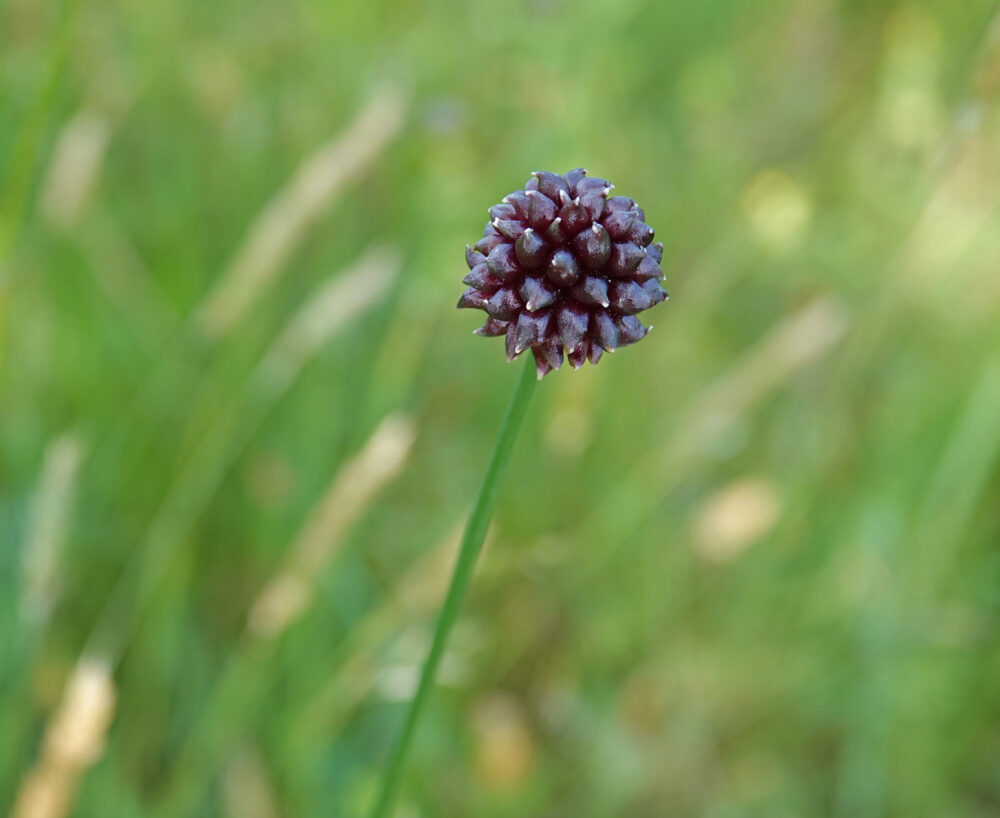 Kraailook