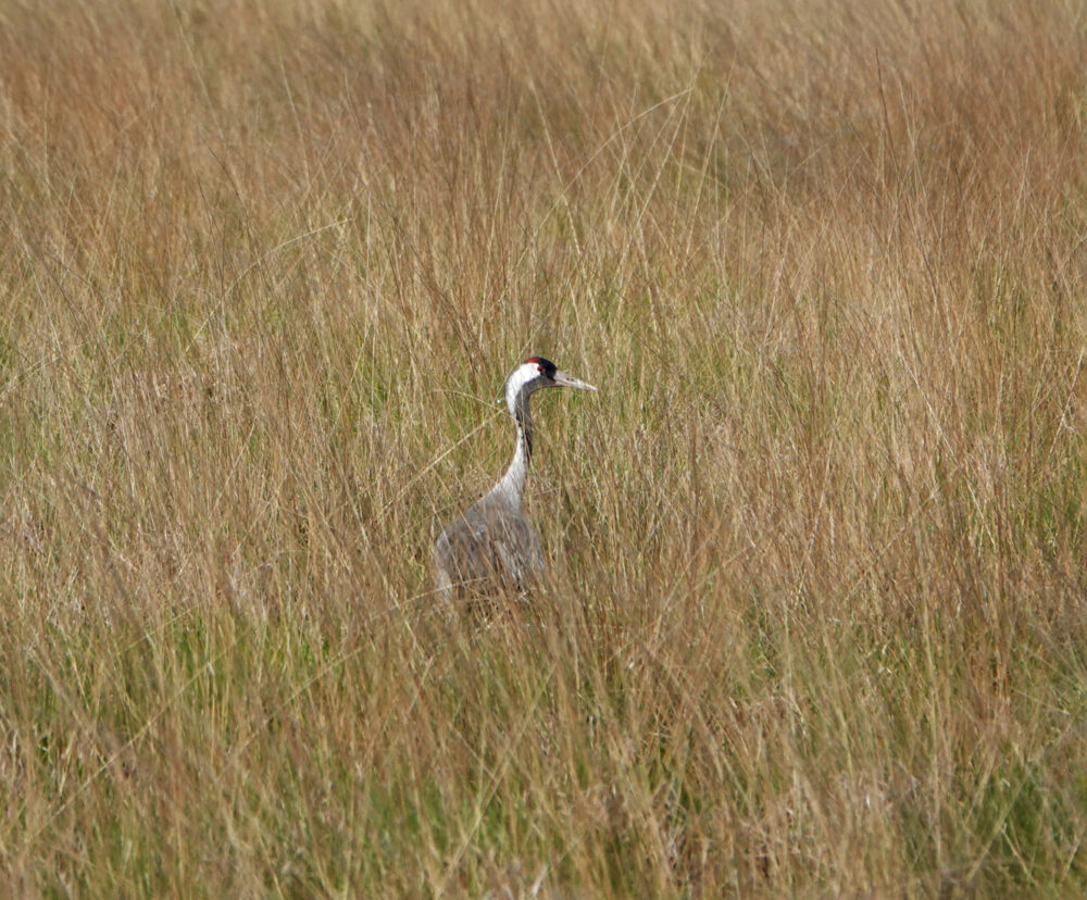Kraanvogel