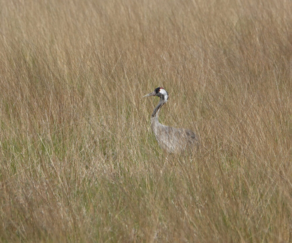 Kraanvogel