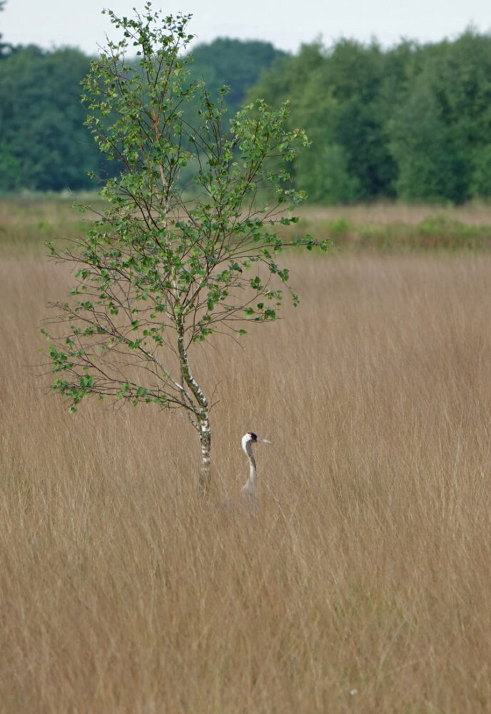 Kraanvogel