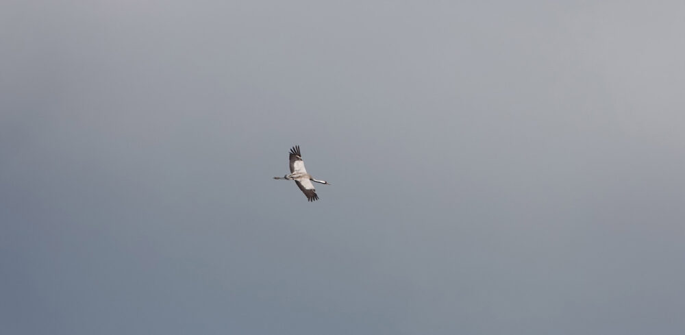 Kraanvogel