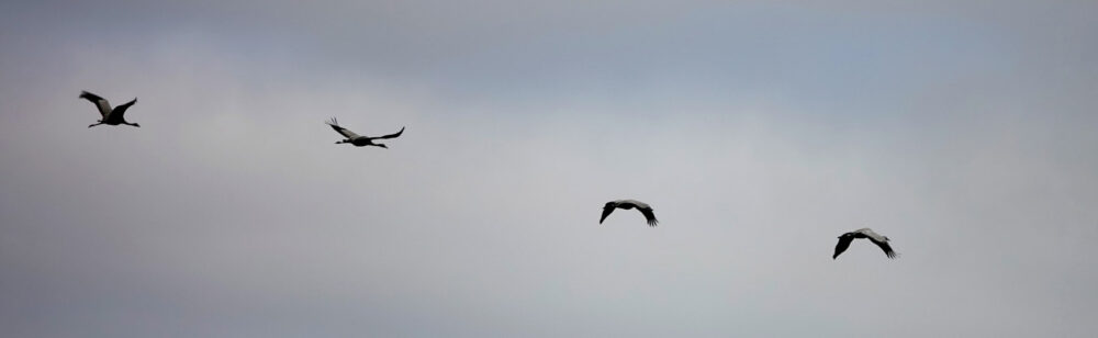 Kraanvogels (Beekdal Amerdiep)