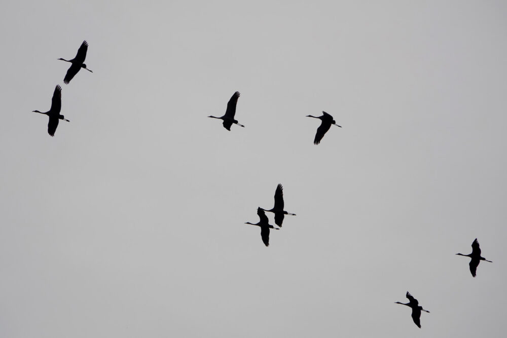 Kraanvogels boven Holtingerveld