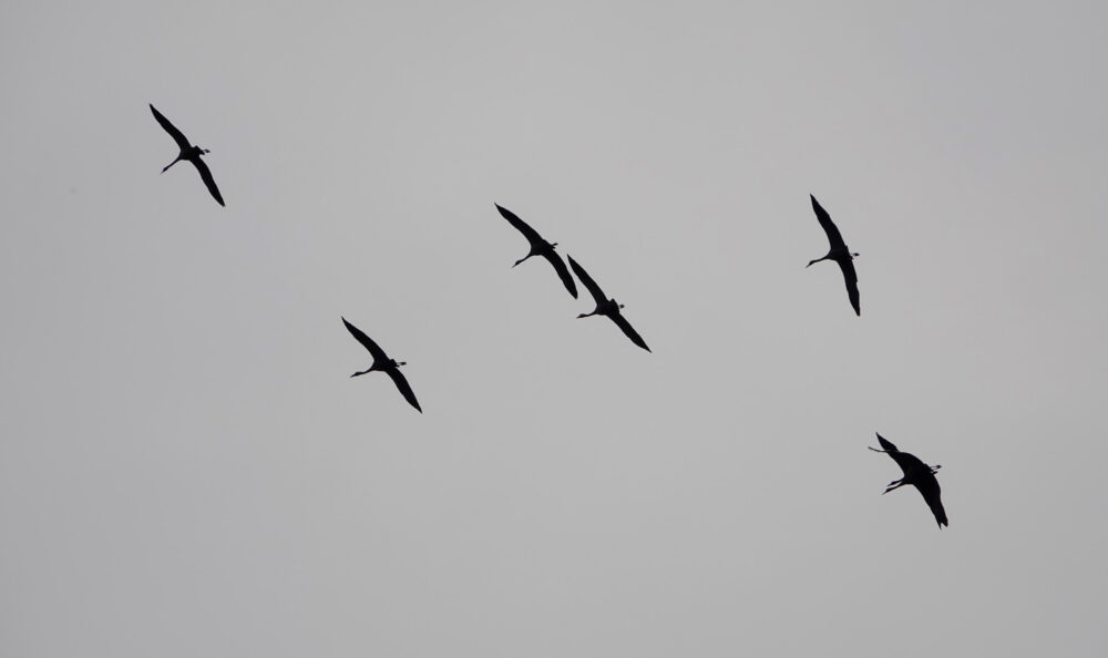 Kraanvogels boven Holtingerveld