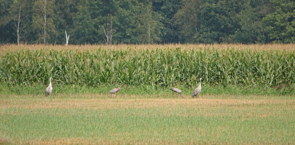 Kraanvogels op akker