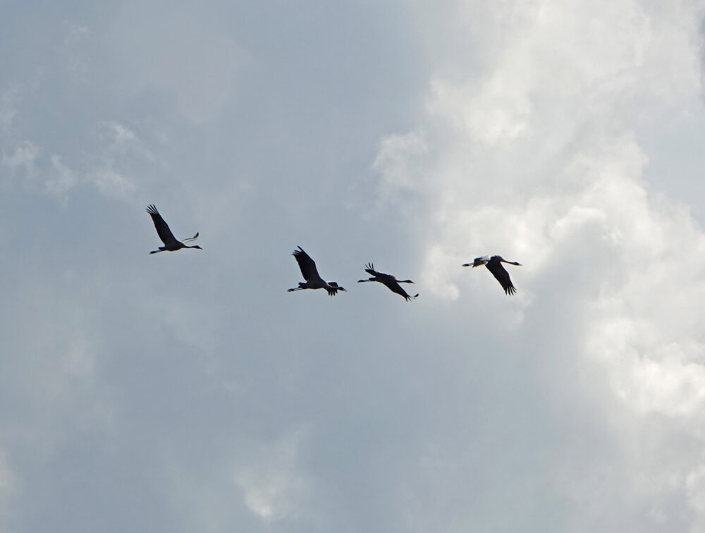 Kraanvogels