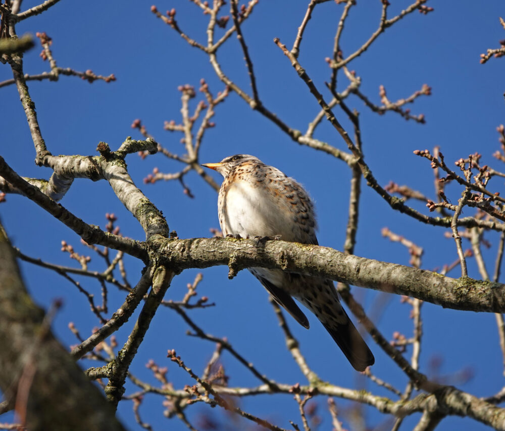 Kramsvogel