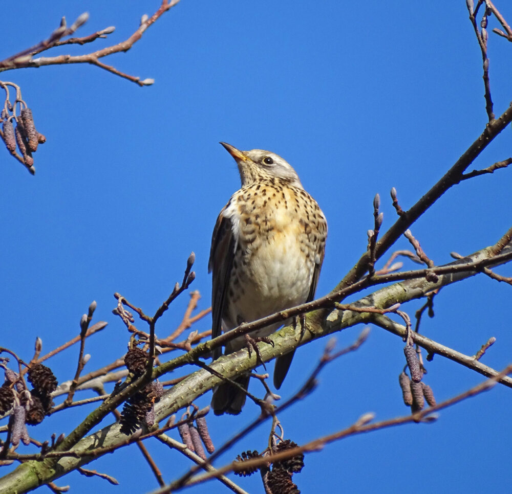 Kramsvogel