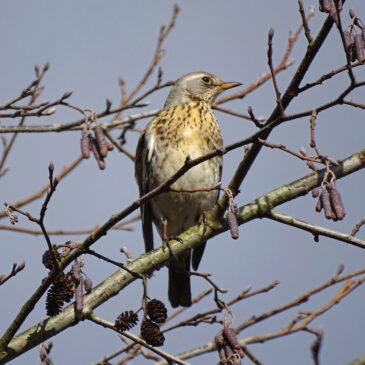Kramsvogel