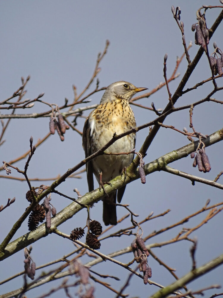 Kramsvogel