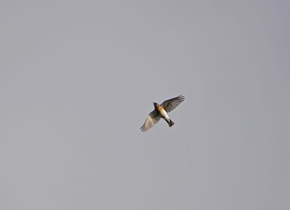 Kramsvogel (Onlanden)