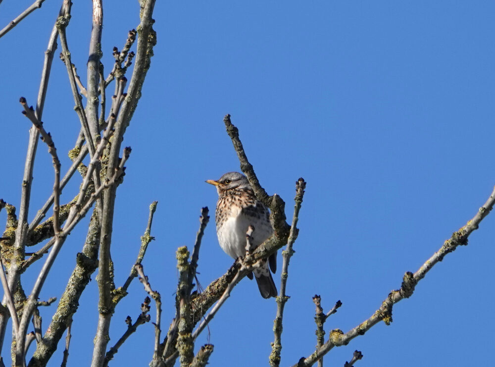Kramsvogel (Onlanden)