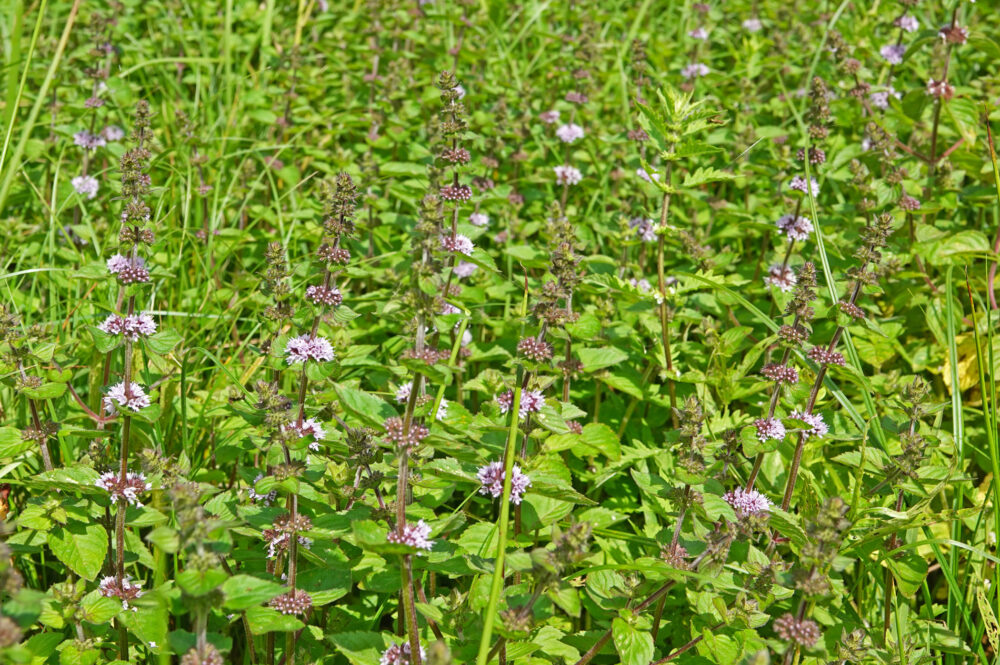 Kransmunt (Flora Onlanden)