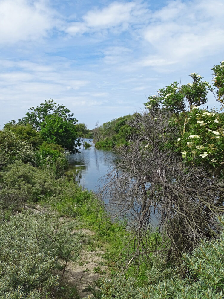 Kreek in Meijendel