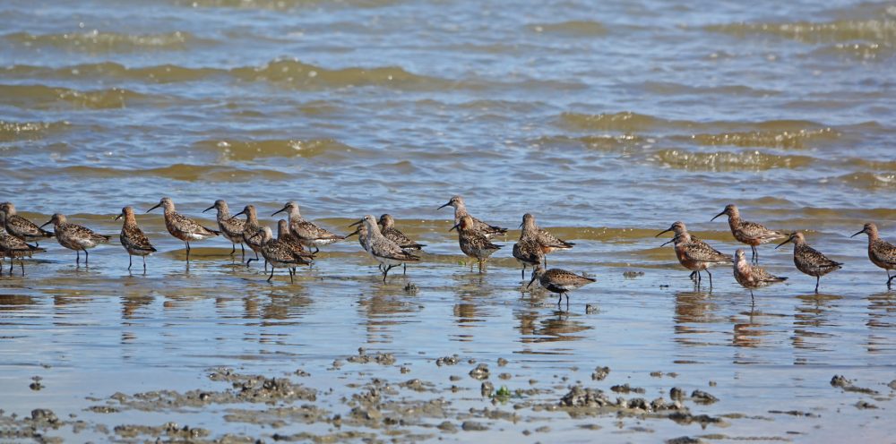 Krombekstrandlopers (Waddenzee)