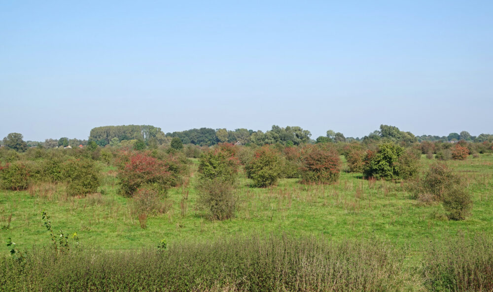 Kronkelwaard (Cortenoever)
