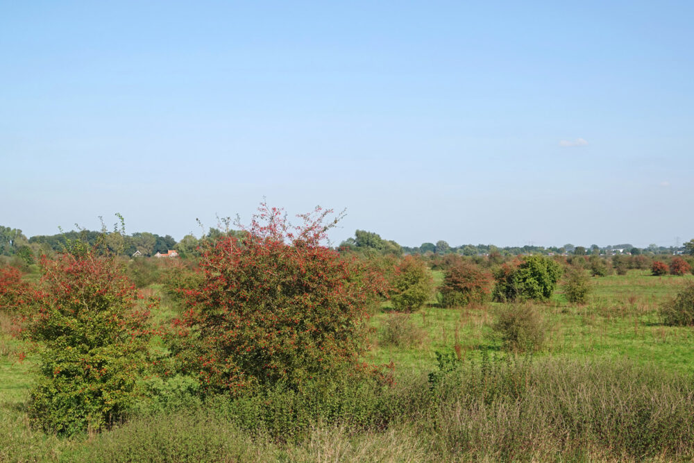 Kronkelwaard (Cortenoever)