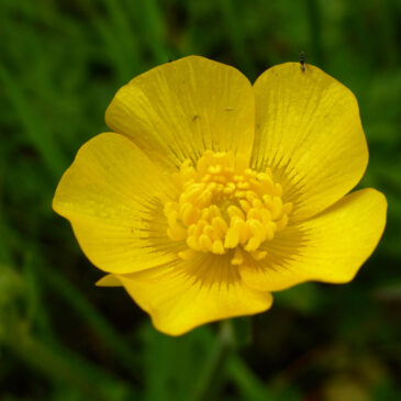 Kruipende boterbloem