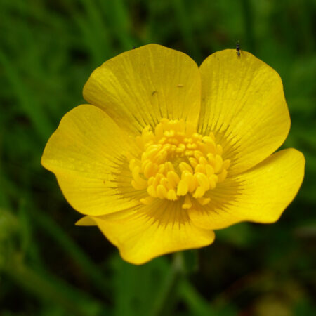 Kruipende boterbloem