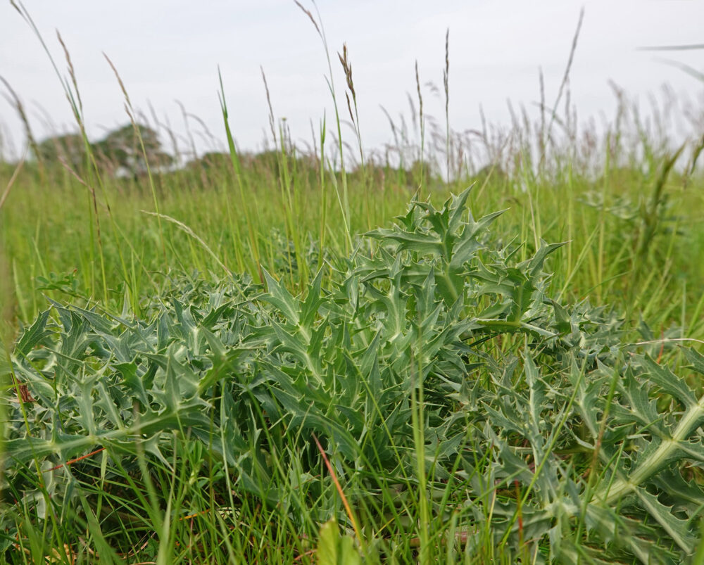 Kruisdistel