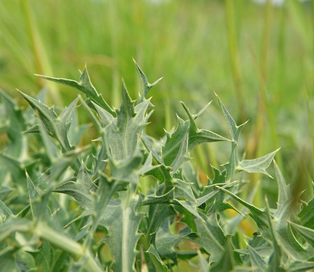 Kruisdistel