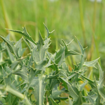 Kruisdistel