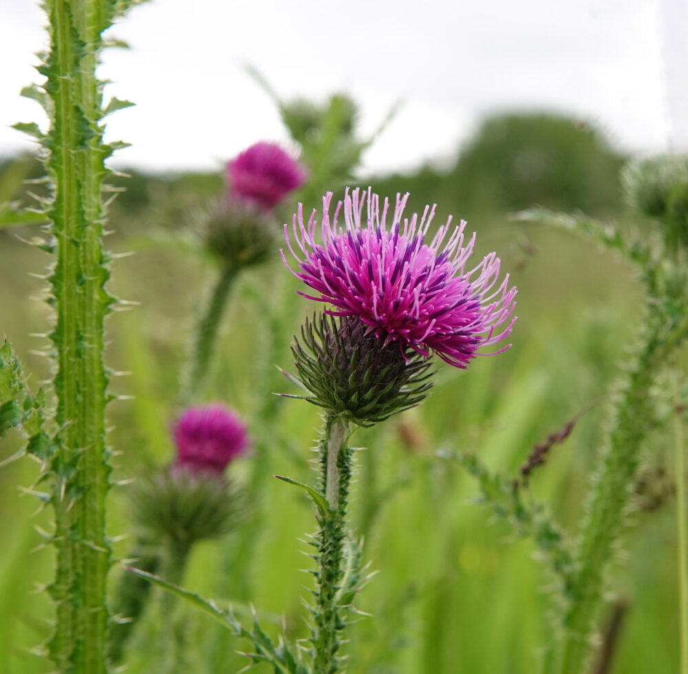 Kruldistel