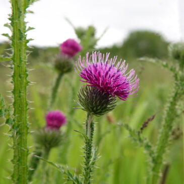 Kruldistel