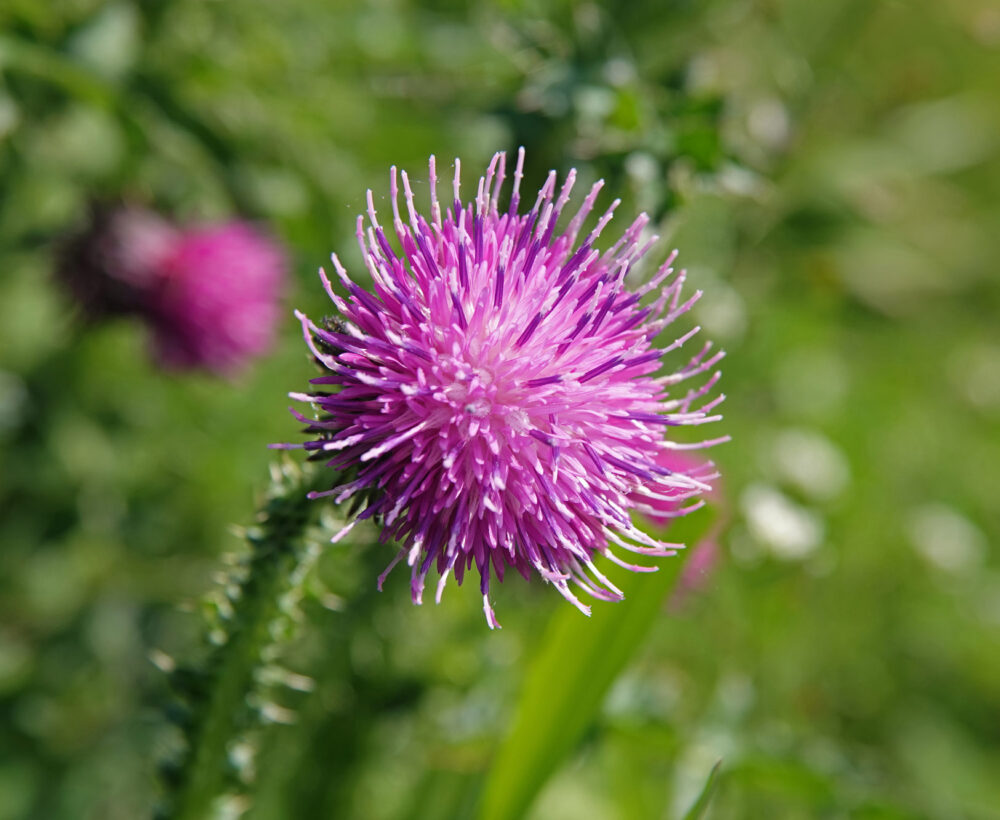 Kruldistel