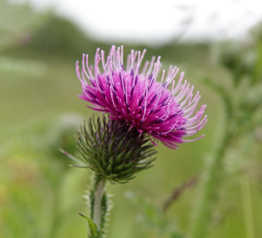 Kruldistel