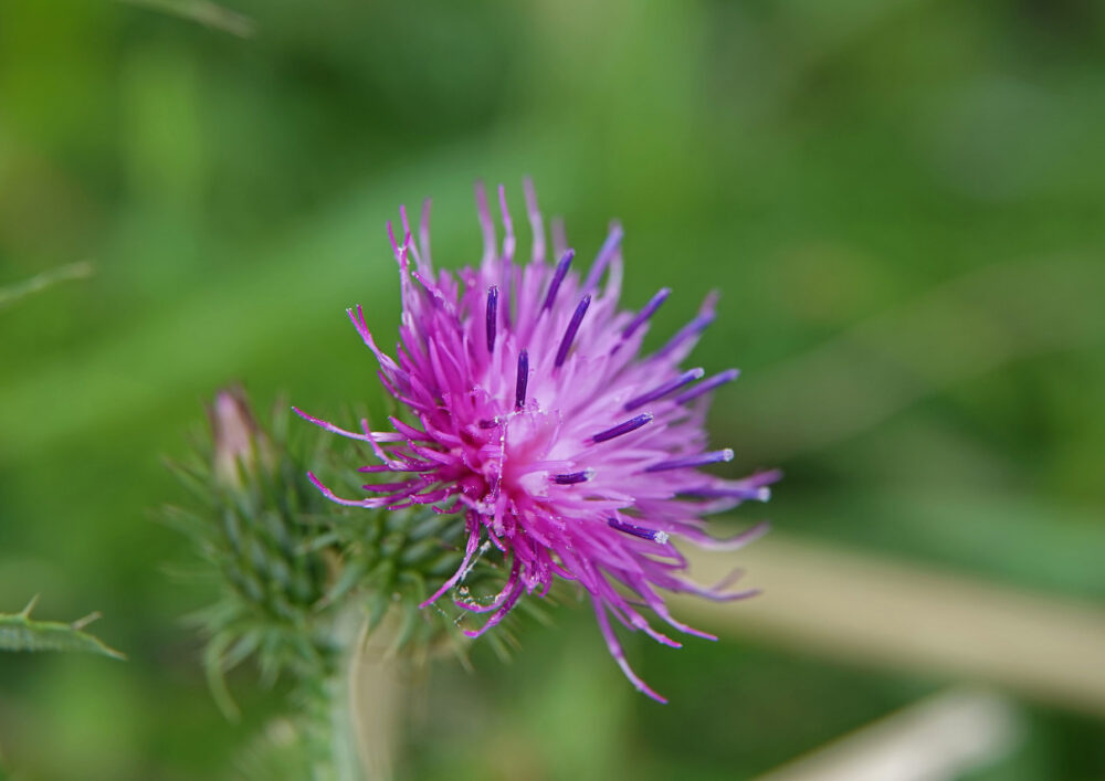 Kruldistel